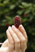 Loganberry PLANT,Hardy Perennial Shrub! - Caribbean garden seed