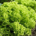 Lolla Biondi Lettuce , VEGETABLE SEEDS - Caribbeangardenseed