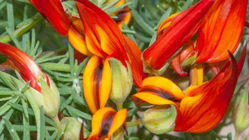 Lotus Vine ( LIVE STARTER PLANT) Parrot's Beak - Caribbean garden seed