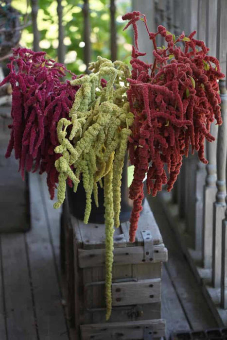 Love Lies Bleeding (Amaranthus Caudatus MIXED) FLOWERS Seeds, - Caribbeangardenseed