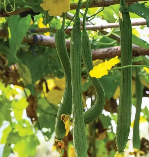 Luffa Angled Seeds "Extra Long" (Asian vegetable) Edible Luffa - Caribbean garden seed