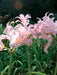 Lycoris squamigera - Resurrection lily Bulbs - Caribbeangardenseed