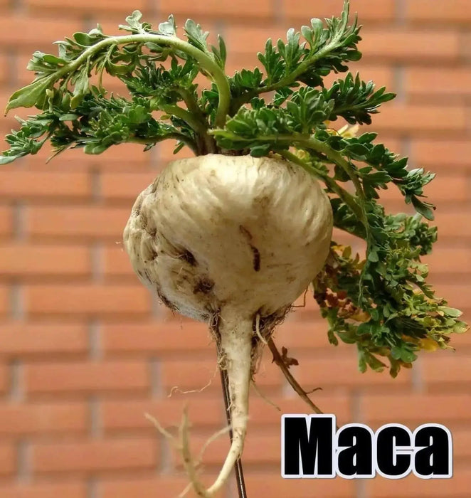 Maca Seeds, Peruvian Ginseng, maka, mace, maca-maca, maino, ayak chichira, ayuk willku, - Caribbean garden seed