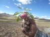 Maca Seeds, RED , Peruvian Ginseng - Caribbean garden seed