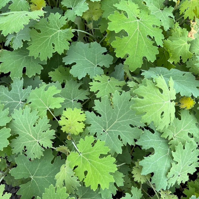 Macleaya microcarpa Seeds (Plume Poppy) - Caribbean garden seed