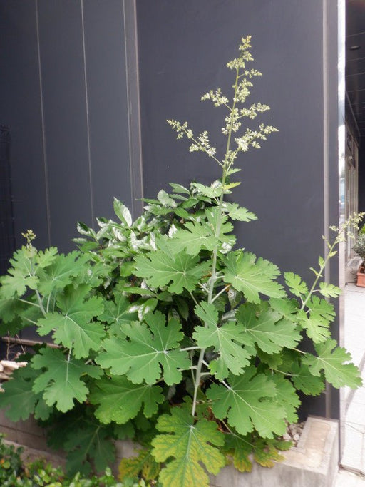 Macleaya microcarpa Seeds (Plume Poppy) - Caribbean garden seed