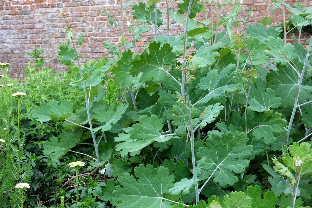 Macleaya microcarpa Seeds (Plume Poppy) - Caribbean garden seed