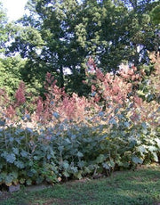 Macleaya microcarpa Seeds (Plume Poppy) - Caribbean garden seed