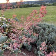 Macleaya microcarpa Seeds (Plume Poppy) - Caribbean garden seed