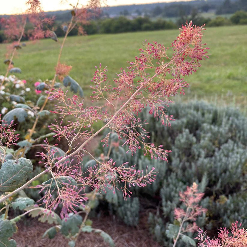 Macleaya microcarpa Seeds (Plume Poppy) - Caribbean garden seed