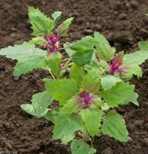 Magenta Spreen Seed,Organic Specialty Greens, Spinach ! - Caribbeangardenseed