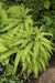 Maidenhair Fern’(BareRoot) Adiantum pedatum - Caribbeangardenseed