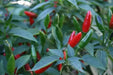 Malawi birds eye chillies ,Hot Pepper Seeds, Capsicum Frutescens - Caribbean garden seed