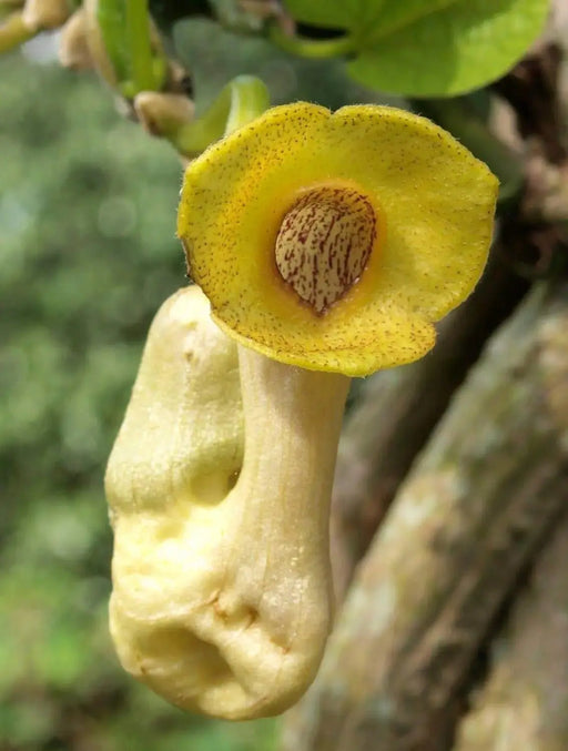 Manchurian Pipevine Aristolochia manshuriensis - Chinese pipevine - Caribbeangardenseed