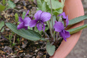 Manchurian Violet Seeds - Viola Mandshurica - 10 Seeds - Caribbean garden seed