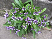 Manchurian Violet Seeds - Viola Mandshurica - 10 Seeds - Caribbean garden seed