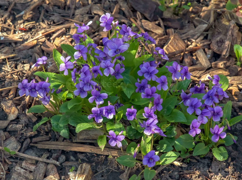 Manchurian Violet Seeds - Viola Mandshurica - 10 Seeds - Caribbean garden seed