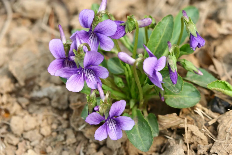 Manchurian Violet Seeds - Viola Mandshurica - 10 Seeds - Caribbean garden seed