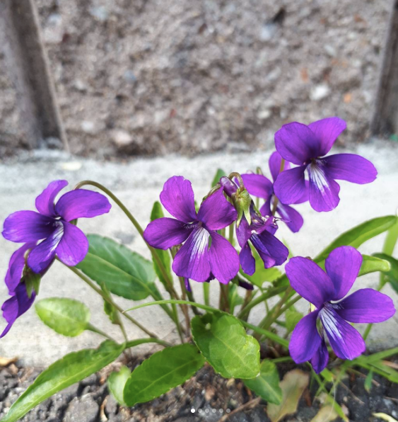 Manchurian Violet Seeds - Viola Mandshurica - 10 Seeds - Caribbean garden seed