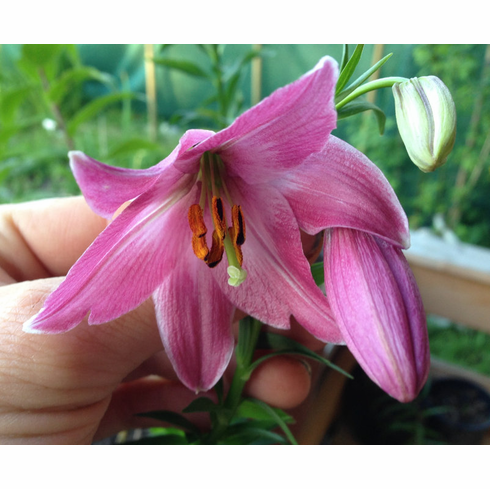 Manipur Lily SEEDS - Lilium mackliniae 'Naga Form' - Caribbean garden seed