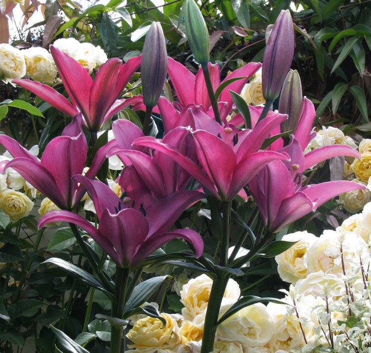 Manipur Lily SEEDS - Lilium mackliniae 'Naga Form' - Caribbean garden seed