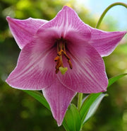 Manipur Lily SEEDS - Lilium mackliniae 'Naga Form' - Caribbean garden seed