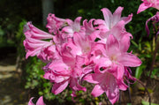 Manipur Lily SEEDS - Lilium mackliniae 'Naga Form' - Caribbean garden seed