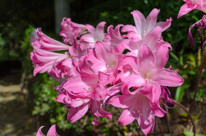 Manipur Lily SEEDS - Lilium mackliniae 'Naga Form' - Caribbean garden seed