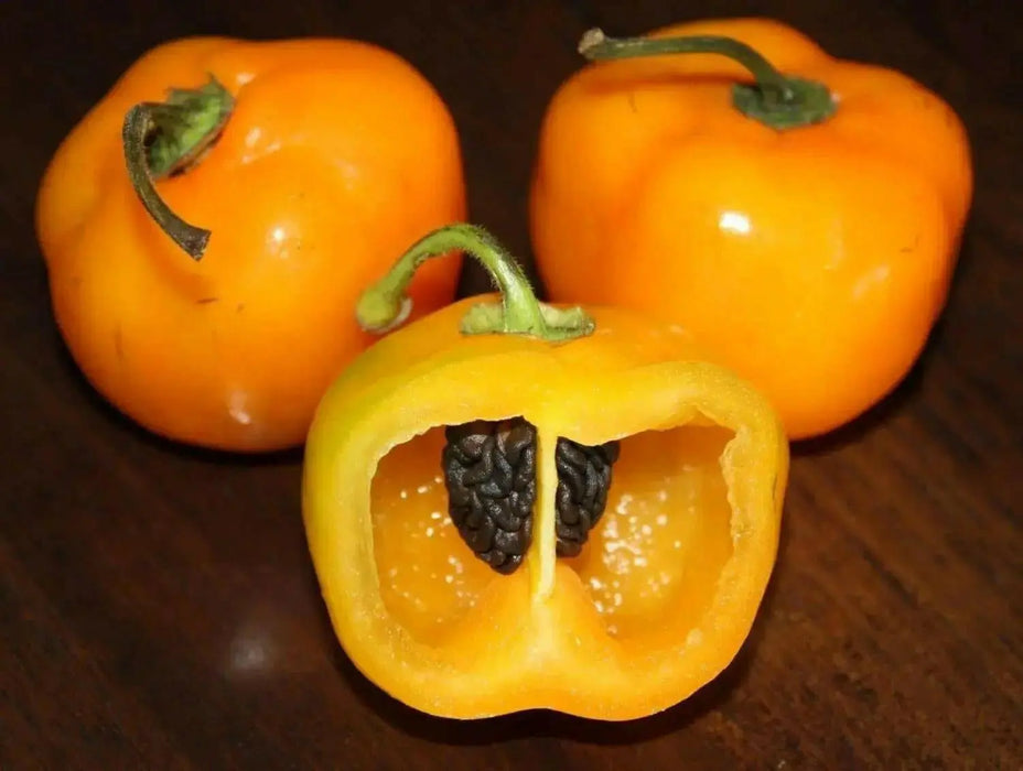 Manzano Pepper,Orange (Capsicum pubescens)  ,Heirloom Seeds ! - Caribbean garden seed