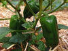 Giant Marconi Pepper Seeds 'Sweet Italian Vegetable,CAPSICUM annuum, - Caribbeangardenseed