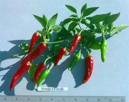 Martin's Carrot Pepper SEEDS, Capsicum annuum - Caribbeangardenseed