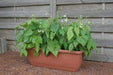 Mascotte French Filet Bean(Dwarf) Great for patio pots and windowboxes! - Caribbeangardenseed