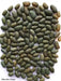mbombo green bean seed, Pole Bean - Caribbean garden seed