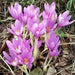 Meadow Saffron SEEDS, Common Autumn Crocus, Colchicum autumnale - Caribbean garden seed