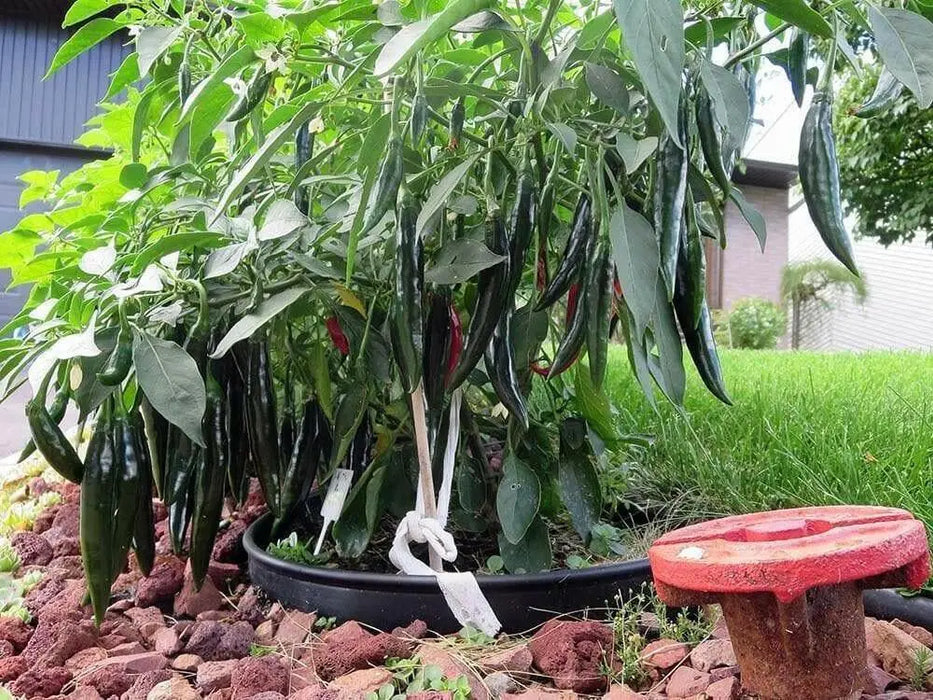 Medium  Hot Pepper seeds, (Capsicum annuum ) HEIRLOOM Prik Chi Faa, Chili- Asian Vegetable - Caribbean garden seed