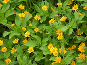 Melampodium (Melampodium Paludosum Golden Yellow) also known as medallion flower (