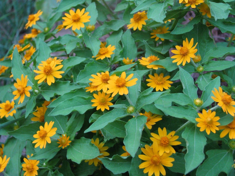 Melampodium (Melampodium Paludosum Golden Yellow) also known as medallion flower (