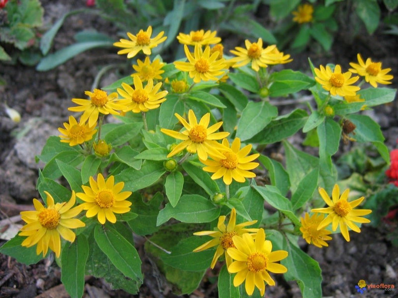 Melampodium (Melampodium Paludosum Golden Yellow) also known as medallion flower (