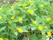 Melampodium (Melampodium Paludosum Golden Yellow) also known as medallion flower (