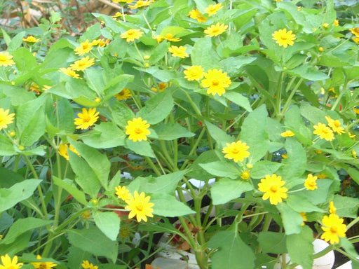 Melampodium (Melampodium Paludosum Golden Yellow) also known as medallion flower (