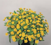 Melampodium (Melampodium Paludosum Golden Yellow) also known as medallion flower (