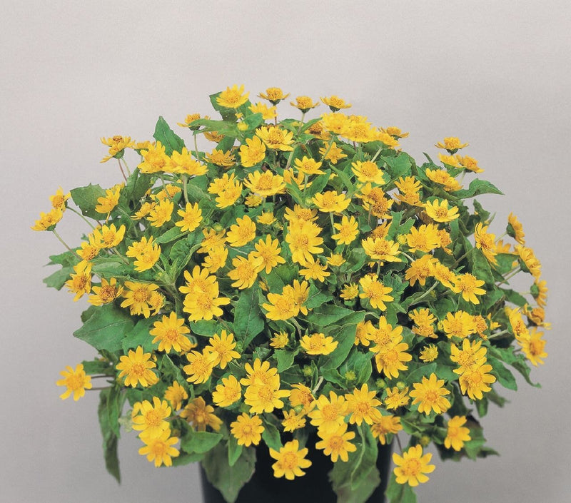 Melampodium (Melampodium Paludosum Golden Yellow) also known as medallion flower (