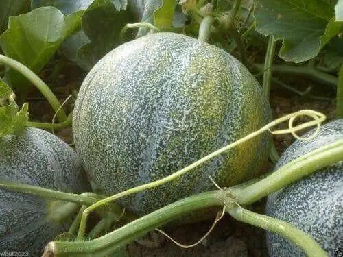 Melon Seeds, "Petit Gris de Rennes"  (Cucumis melo) Certified Organic,Heirloom ! - Caribbean garden seed