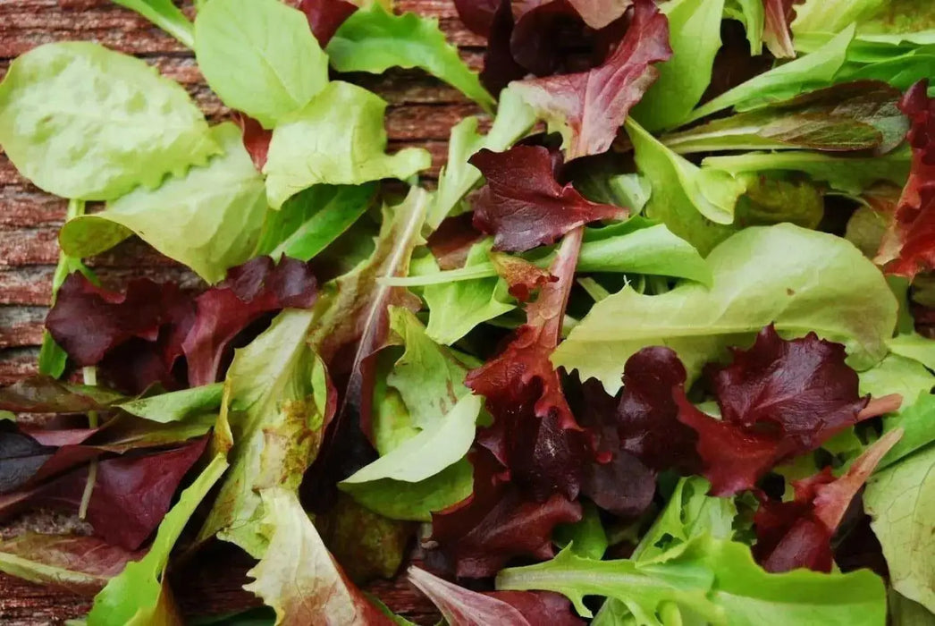 Mesclun Mix Seeds, All Lettuce Salad BLEND - Caribbean garden seed