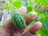 Mexican Sour Gherkin - Cucumber,Melothria scabra ,eaten fresh or pickled. - Caribbeangardenseed