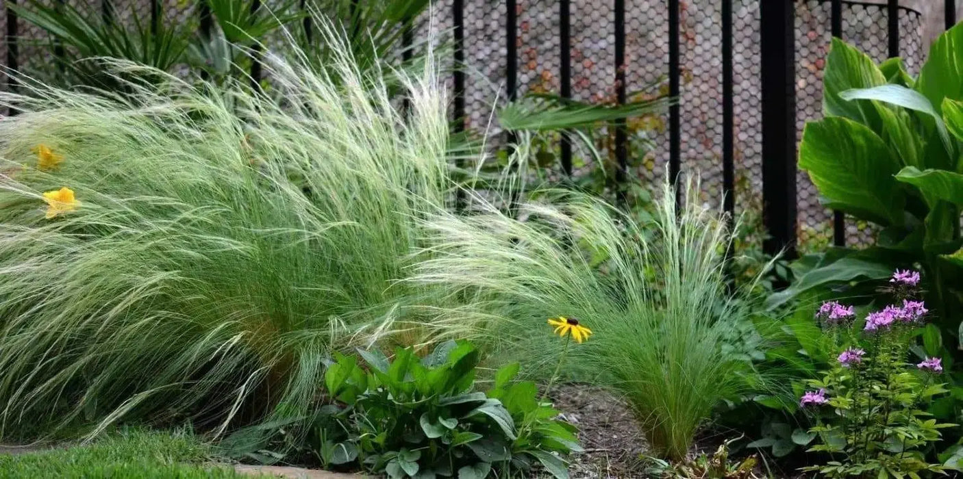 Mexican Feather Grass Seeds - Stipa tenuissima - Also called Silky Thread Grass or Mexican Needle Grass - Caribbeangardenseed