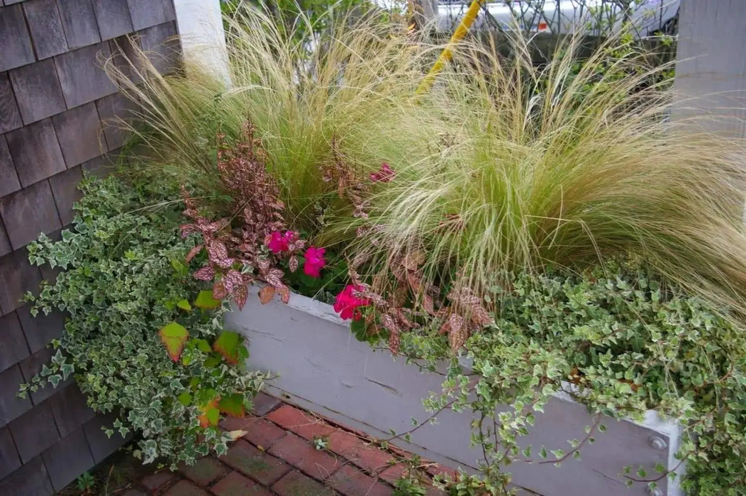 Mexican Feather Grass Seeds - Stipa tenuissima - Also called Silky Thread Grass or Mexican Needle Grass - Caribbeangardenseed