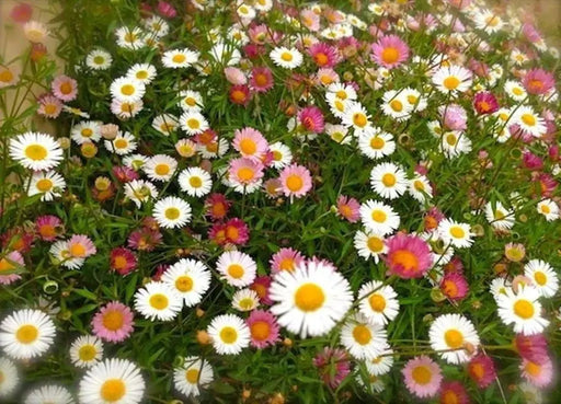 Mexican fleabane Daisy Seeds ,Erigeron karvinskianus 'Perennial flowers,Groundcover - Caribbeangardenseed