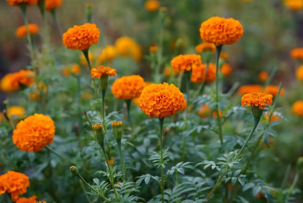 Mexican marigold flowers Seeds , Tagetes erecta- Caribbeangardenseed