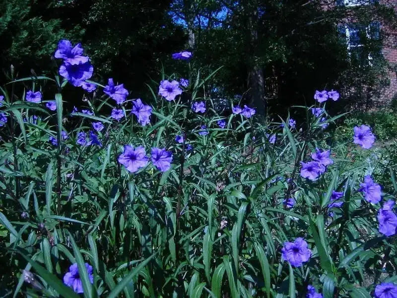 Mexican petunia seeds, perennial FLOWERS - Caribbean garden seed